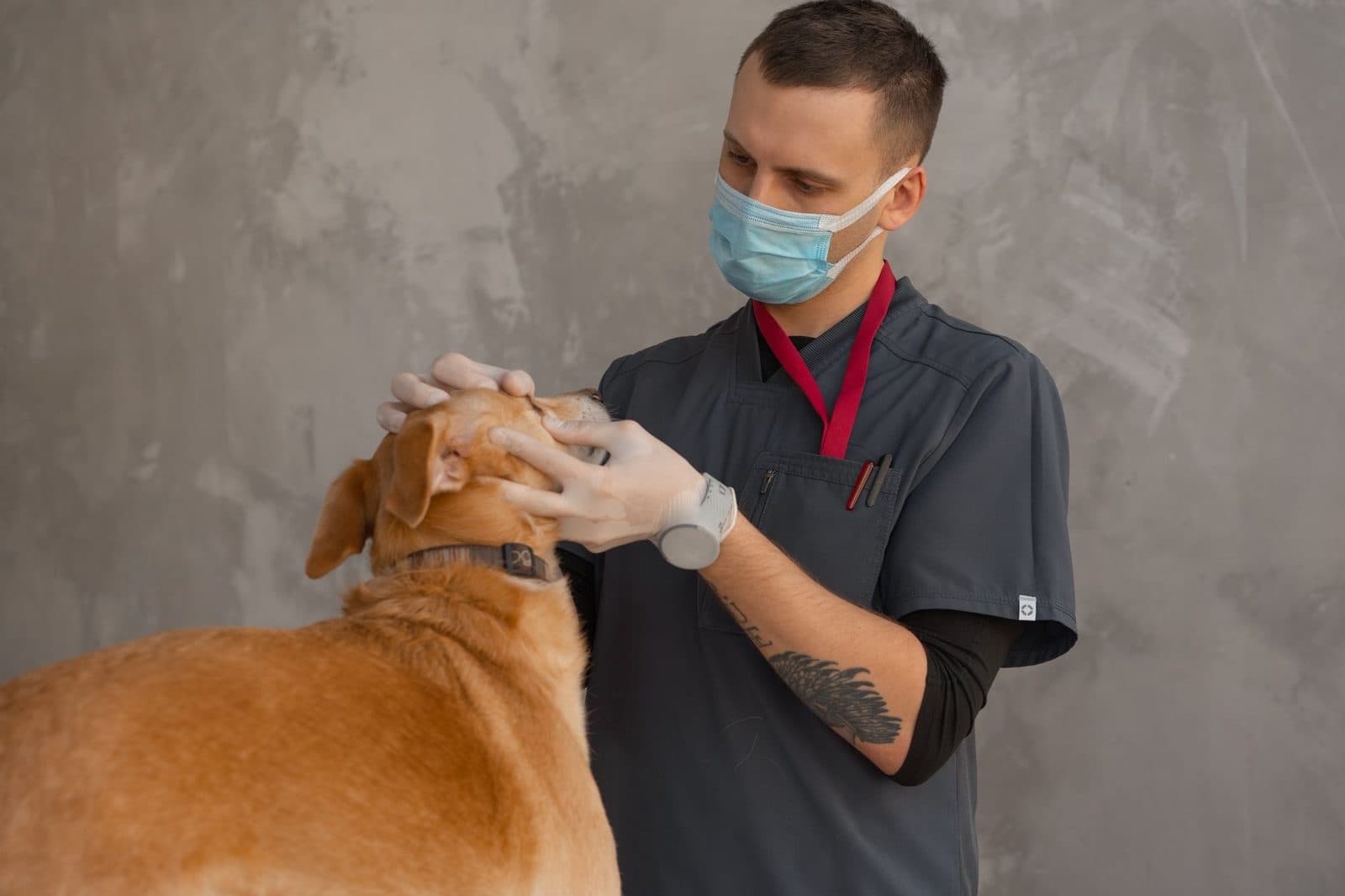 Emergency Vet in Houston, TX: Your After-Hours Lifeline for Pet Health