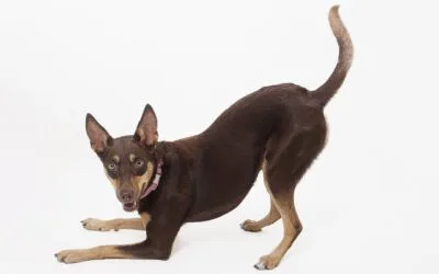 Emergency Vet in Houston, TX: Your After-Hours Lifeline for Pet Health